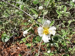 Philadelphus pringlei