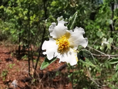 Philadelphus pringlei
