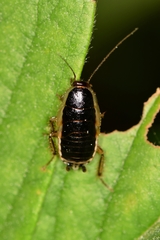 Blattella nipponica