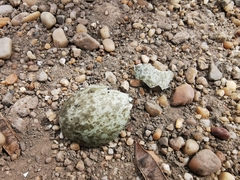 Burhinus oedicnemus