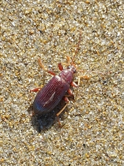 Tanychilus metallicus