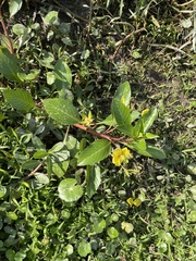 Ludwigia grandiflora