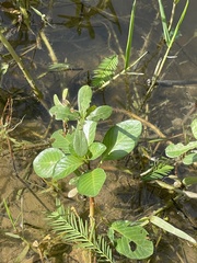 Ludwigia grandiflora