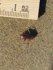 Tanychilus metallicus