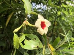 Mandevilla hirsuta