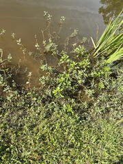 Ludwigia grandiflora