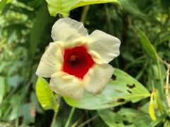 Mandevilla hirsuta