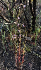 Clarkia modesta