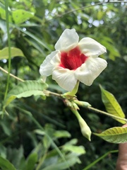 Mandevilla hirsuta