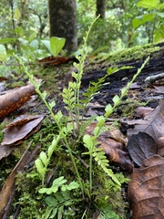 Asplenium incisum