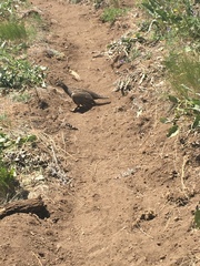 Dendragapus obscurus