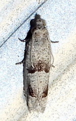 Pelochrista corosana
