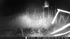 Rhinella atacamensis