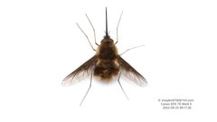 Bombylius shibakawae