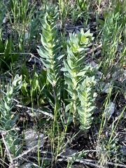 Linaria dalmatica