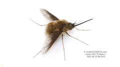 Bombylius shibakawae