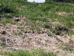 Oriturus superciliosus