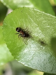 Lasius