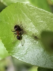 Lasius