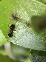 Lasius