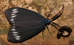 Cyclosia panthona