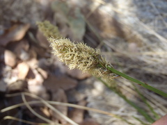 Carex occidentalis