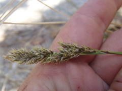 Carex occidentalis