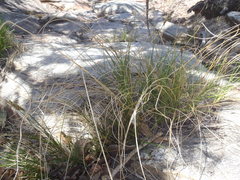 Carex occidentalis