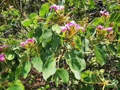 Bauhinia macranthera