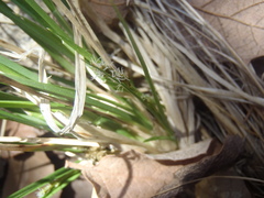 Carex occidentalis