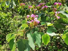 Bauhinia macranthera