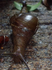 Megaustenia imperator