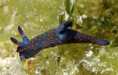 Nembrotha yonowae
