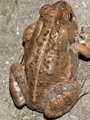 Anaxyrus
