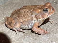 Anaxyrus