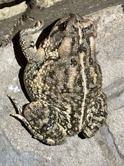Anaxyrus