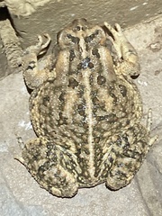 Anaxyrus