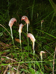 Pterostylis ophioglossa