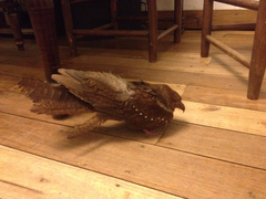 Steatornis caripensis