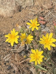 Crepis occidentalis