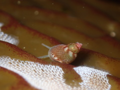 Eulithidium pulloides