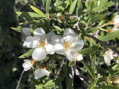 Peraphyllum ramosissimum