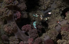 Ancylomenes magnificus