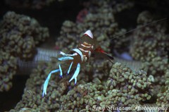 Ancylomenes magnificus