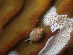 Eulithidium pulloides