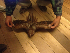 Steatornis caripensis