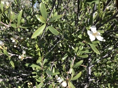 Peraphyllum ramosissimum