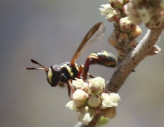 Polybiomyia