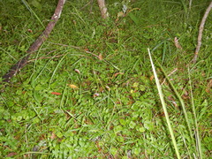 Pterostylis ophioglossa