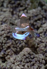 Ancylomenes magnificus